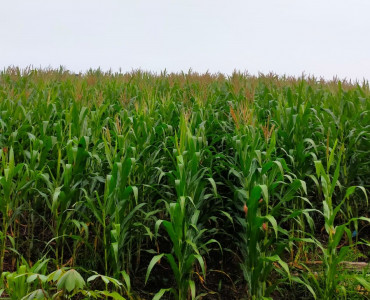 Jagung Kelompok  SHI CU Mora Kopa